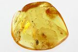 Fossil Tumbling Flower Beetle & Dark-Winged Fungus Gnat in Amber #330629-1